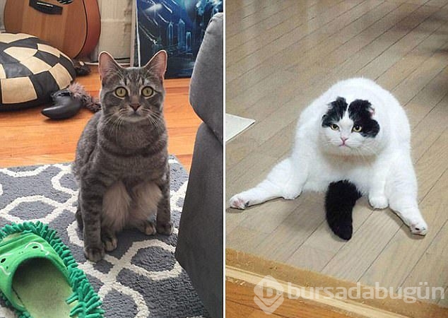 Şaşırtıcı kedi oturuşları