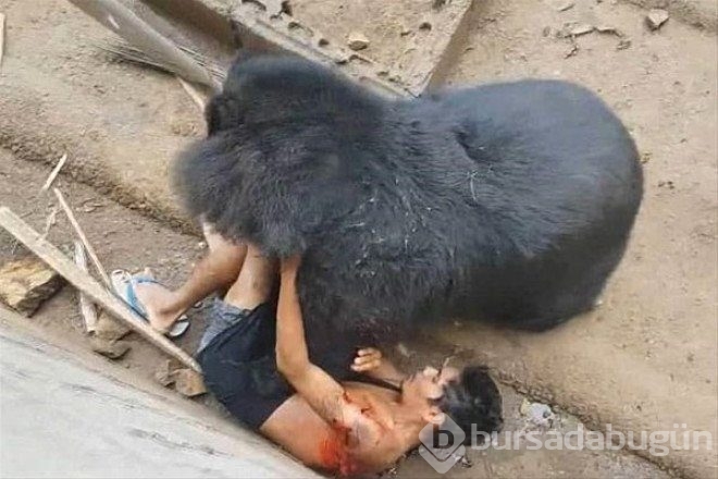 Hayvanların unutulmaz saldırıları