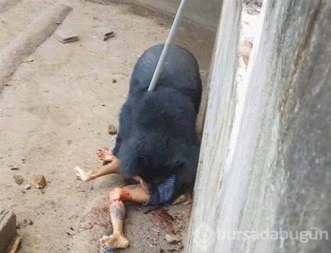 Hayvanların unutulmaz saldırıları