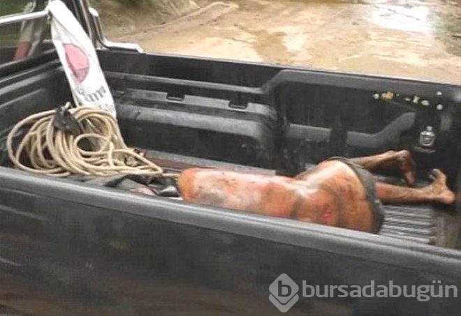 Hayvanların unutulmaz saldırıları