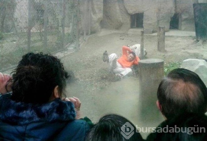 Hayvanların unutulmaz saldırıları