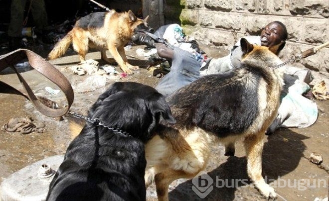 Hayvanların unutulmaz saldırıları