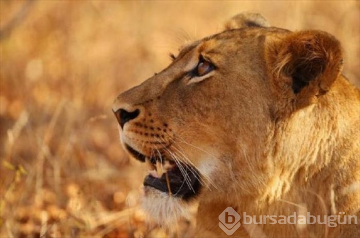 Aslan ailesinin zürafa avı