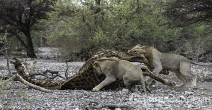 Aslan ailesinin zürafa avı