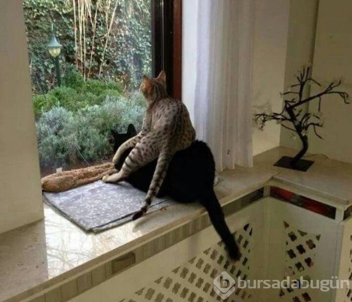 Paylaşım rekorları kıran kareler