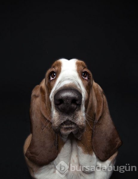 Köpeklerin kişilikleride insanlara benzer