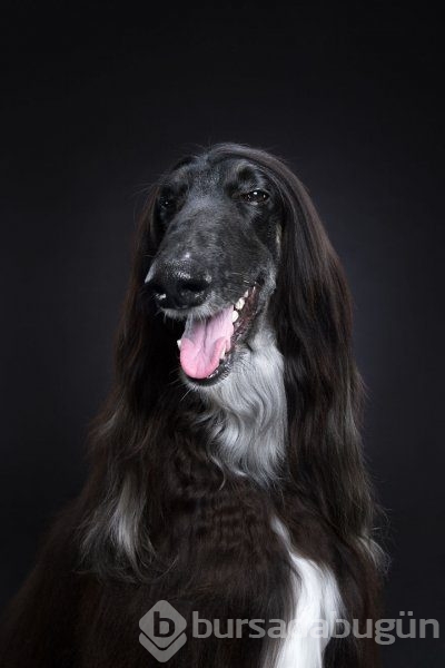Köpeklerin kişilikleride insanlara benzer