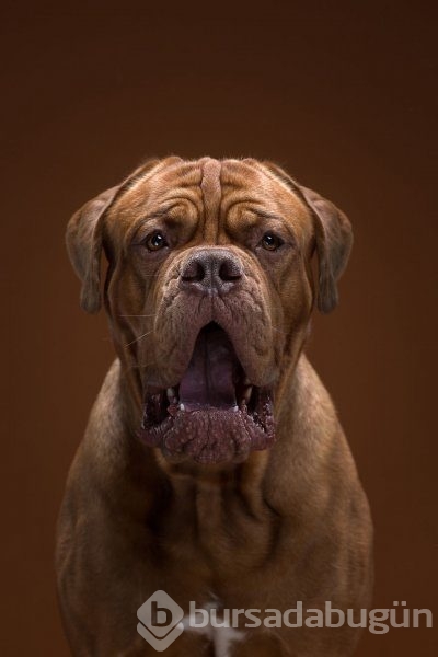 Köpeklerin kişilikleride insanlara benzer