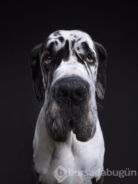 Köpeklerin kişilikleride insanlara benzer