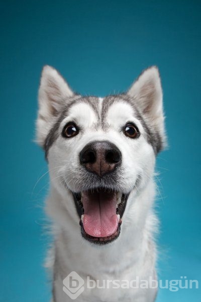 Köpeklerin kişilikleride insanlara benzer