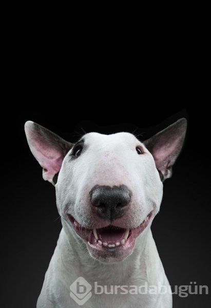 Köpeklerin kişilikleride insanlara benzer