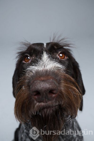 Köpeklerin kişilikleride insanlara benzer