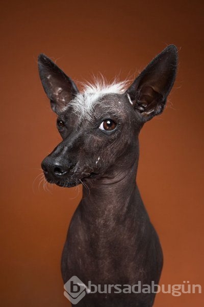 Köpeklerin kişilikleride insanlara benzer