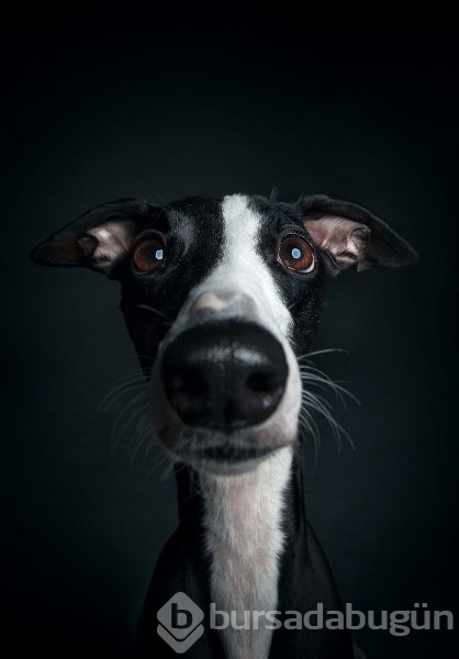 Köpeklerin kişilikleride insanlara benzer
