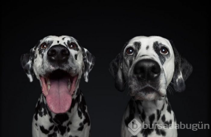 Köpeklerin kişilikleride insanlara benzer