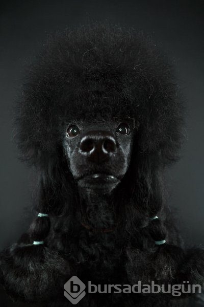 Köpeklerin kişilikleride insanlara benzer