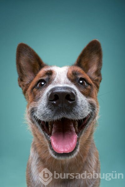 Köpeklerin kişilikleride insanlara benzer