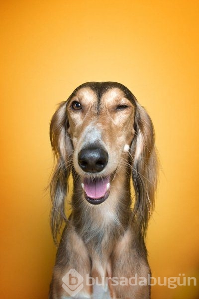 Köpeklerin kişilikleride insanlara benzer
