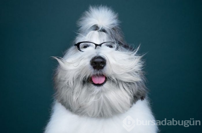 Köpeklerin kişilikleride insanlara benzer