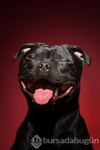 Köpeklerin kişilikleride insanlara benzer