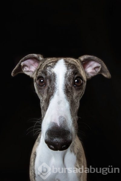 Köpeklerin kişilikleride insanlara benzer