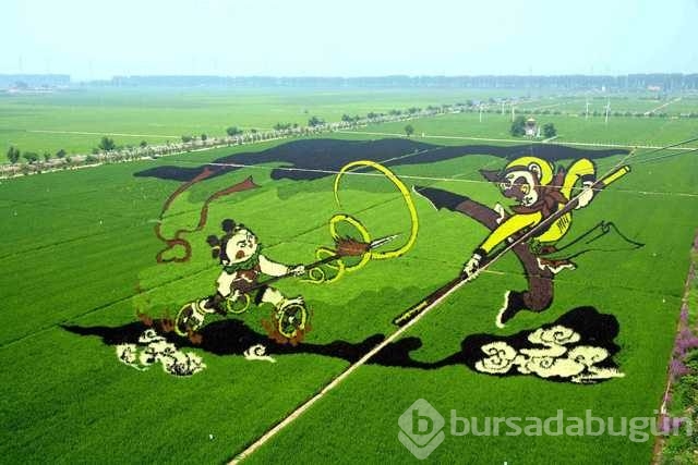3 boyutlu tarlalar 