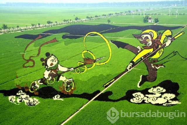 3 boyutlu tarlalar 