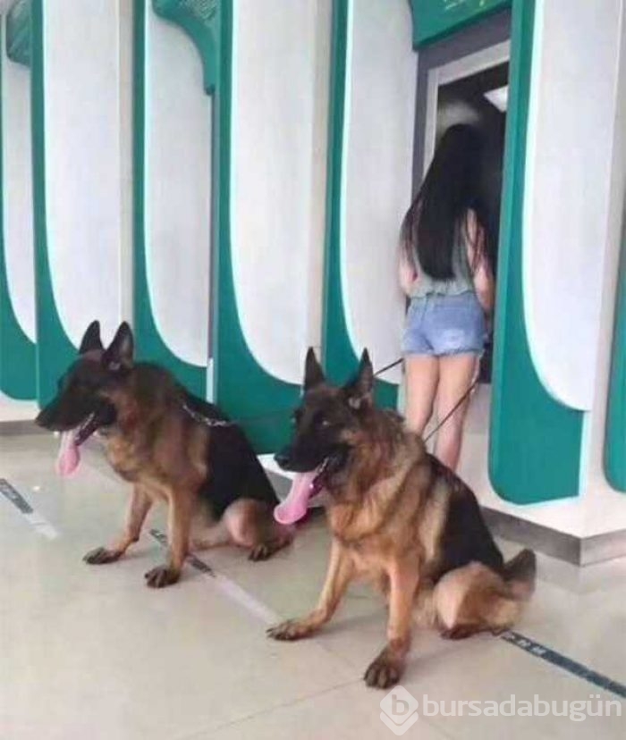 Hırsızların korkulu rüyası