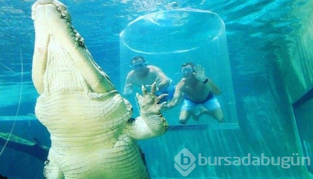 Timsah havuzunda tatil