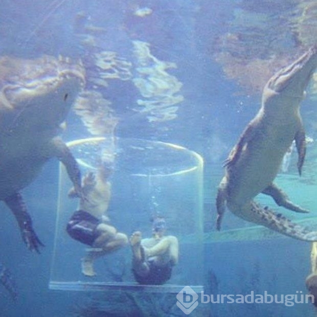 Timsah havuzunda tatil
