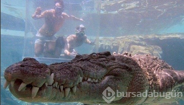 Timsah havuzunda tatil
