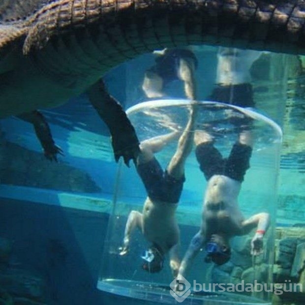 Timsah havuzunda tatil