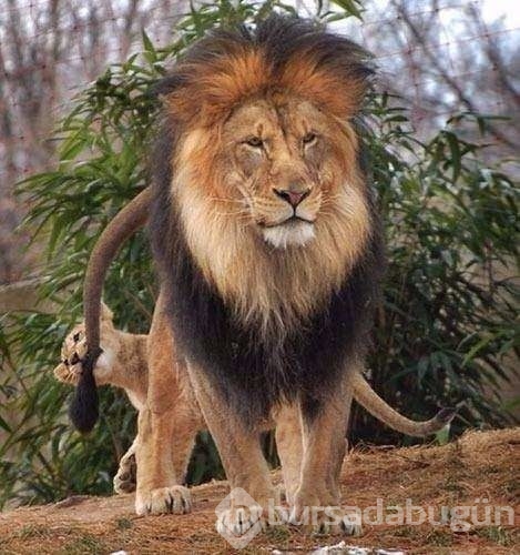 Aslan yanlış yere girdi