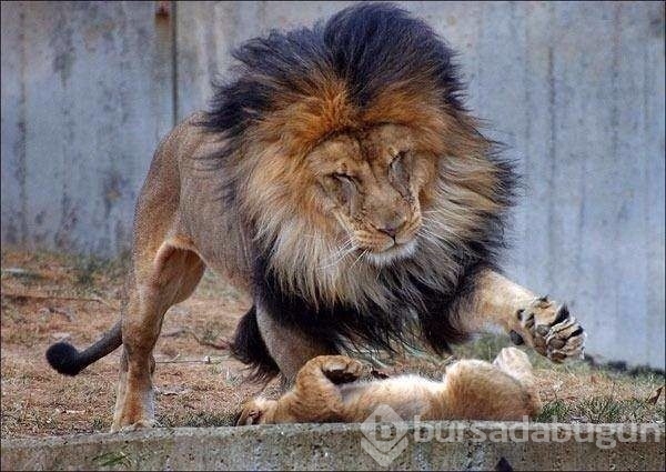 Aslan yanlış yere girdi