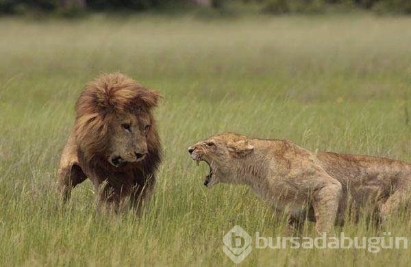 Aslan yanlış yere girdi