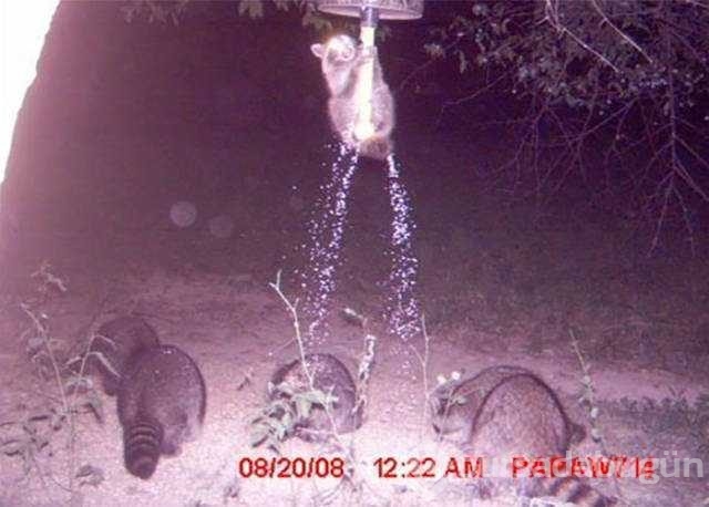 Ormanda kameralara takılan görüntüler