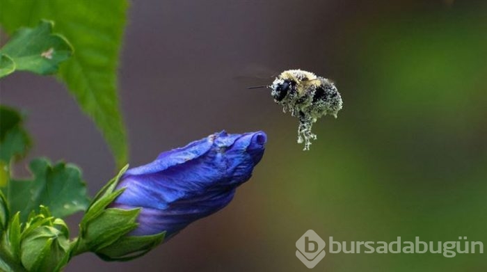 Yılın Doğa Fotoğrafçısı yarışmasından müthiş kareler