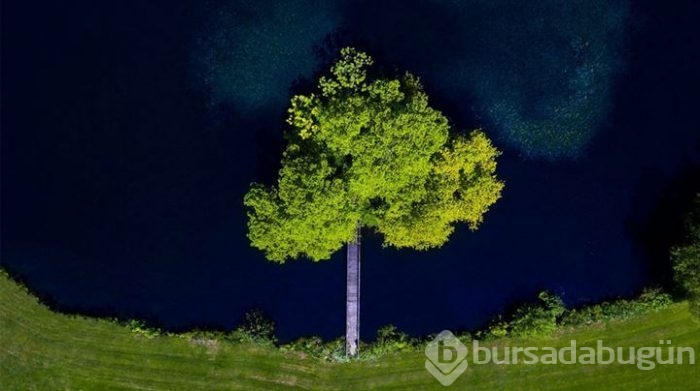 Yılın Doğa Fotoğrafçısı yarışmasından müthiş kareler