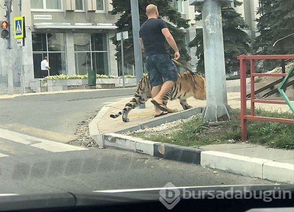 Sıradışı evcil hayvanlar