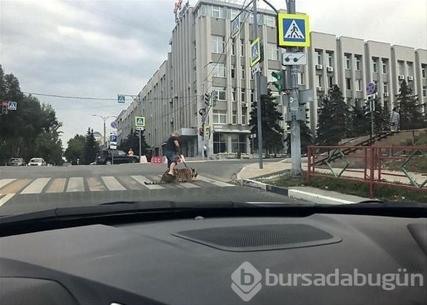 Sıradışı evcil hayvanlar