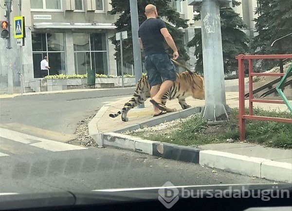 Sıradışı evcil hayvanlar