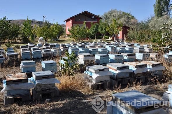 3 kovanla başladı, yılda 1.5 ton üretiyor