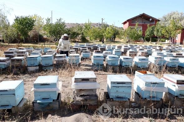 3 kovanla başladı, yılda 1.5 ton üretiyor