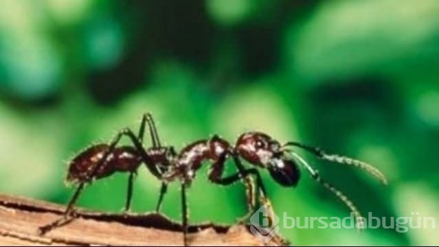 Enteresan sorular ve cevapları