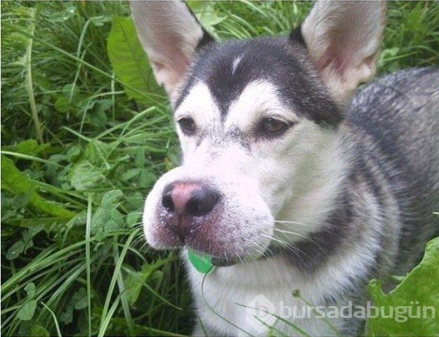 Arı yiyen köpekler pişman oldu