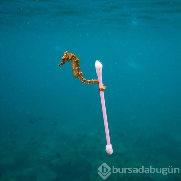 İşte vahşi yaşam fotoğrafları yarışmasının finalistleri
