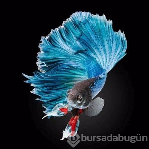 İşte vahşi yaşam fotoğrafları yarışmasının finalistleri
