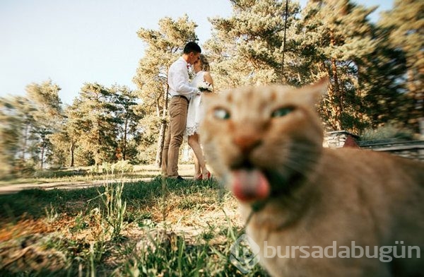 Kediler fotoğrafları trollerse...
