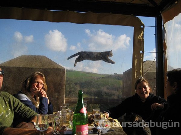 Kediler fotoğrafları trollerse...
