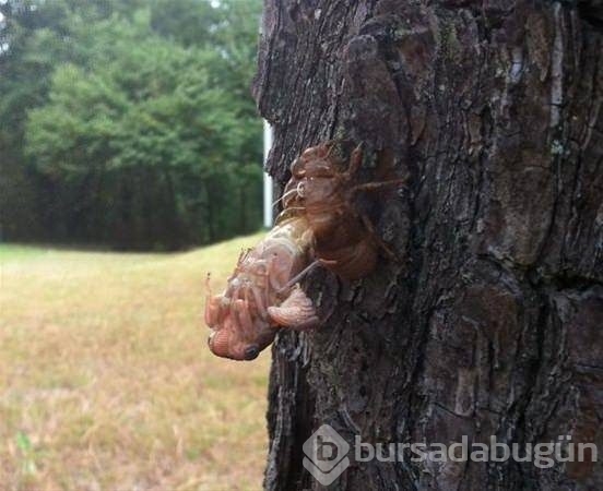 Doğada ürperten anlar
